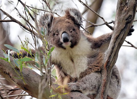 Kangaroo Island In A Day Tour From Adelaide - Hotel VIC 27