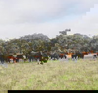 Waitpinga Farm Quad-Bike Tour - Hotel VIC