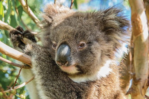 Shore Excursion: Adelaide City Sights, Cleland Wildlife, Mount Lofty, Penfolds - Hotel VIC 2