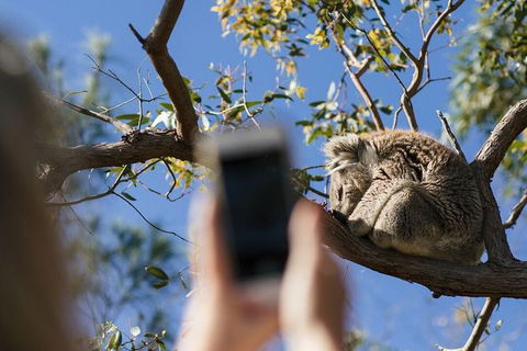 Exceptional Port Lincoln, Seafood And Wildlife Tour - Hotel VIC 0