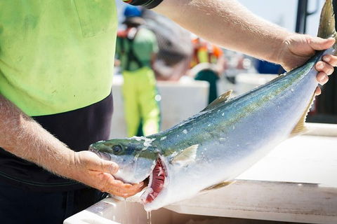 Exceptional Port Lincoln, Seafood And Wildlife Tour - Hotel VIC 9