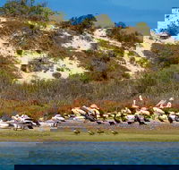 Murray Mouth Cruise - Hotel VIC