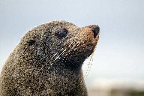 Murray Mouth Cruise - Hotel VIC 3