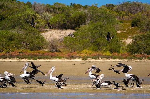 Murray Mouth Cruise - Hotel VIC 4