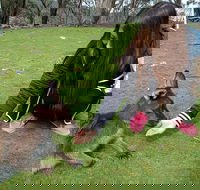 Adelaide Essentials Tour - Hotel VIC