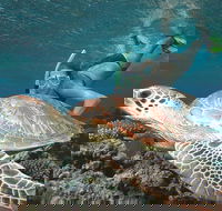 Great Barrier Reef Sailing and Snorkeling Cruise from Port Douglas - Hotel VIC