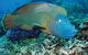 Poseidon Outer Great Barrier Reef Snorkeling And Diving Cruise From Port Douglas - thumb 1