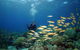 Poseidon Outer Great Barrier Reef Snorkeling And Diving Cruise From Port Douglas - thumb 6