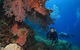 Poseidon Outer Great Barrier Reef Snorkeling And Diving Cruise From Port Douglas - thumb 8