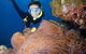 Poseidon Outer Great Barrier Reef Snorkeling And Diving Cruise From Port Douglas - thumb 4