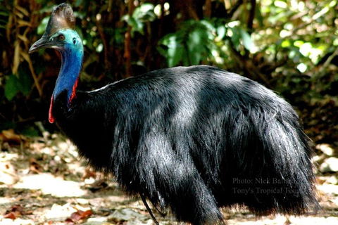 Daintree Rainforest, Cape Tribulation, Mossman Gorge In A Day - Hotel VIC 1