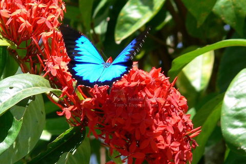 Daintree Rainforest, Cape Tribulation, Mossman Gorge In A Day - Hotel VIC 9