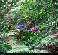 Full Day Daintree Rainforest and Mossman Gorge Tour - Hotel VIC