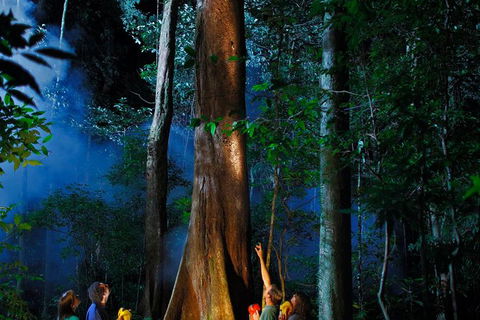 Daintree Rainforest Night Walk From Cape Tribulation - Hotel VIC 1