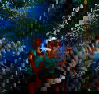 Daintree Rainforest Night Walk from Cape Tribulation - Hotel VIC