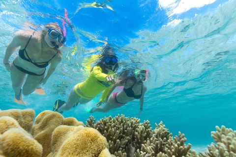 Ocean Safari Great Barrier Reef Experience In Cape Tribulation - Hotel VIC 4