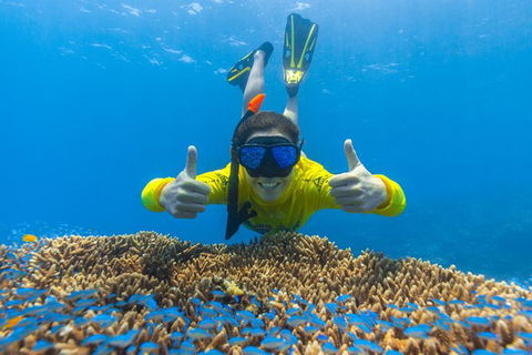 Ocean Safari Great Barrier Reef Experience In Cape Tribulation - Hotel VIC 5
