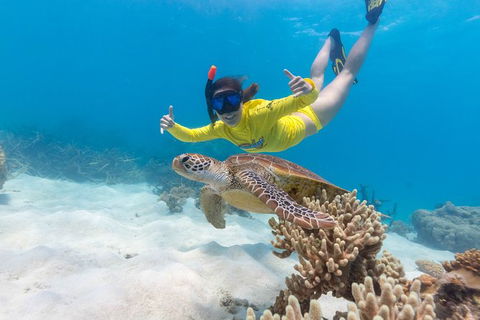 Ocean Safari Great Barrier Reef Experience In Cape Tribulation - Hotel VIC 13