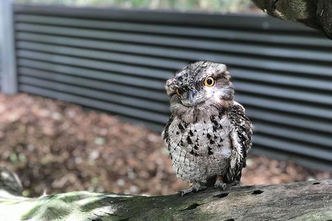 Hartley's Crocodile Adventures And Tjapukai Cultural Park Day Trip From Cairns - Hotel VIC 1