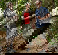 Mossman Gorge Dreamtime Walk and Low Isles Snorkeling and Sailing Cruise - Hotel VIC