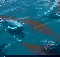 Fraser Island  Dolphin Sailing Adventure - Hotel VIC