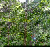 Cape Tribulation and Jungle Surfing Adventure Day from Port Douglas - Hotel VIC