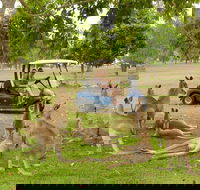 Small-Group Wildlife and Rainforest Tour from Port Douglas - Hotel VIC