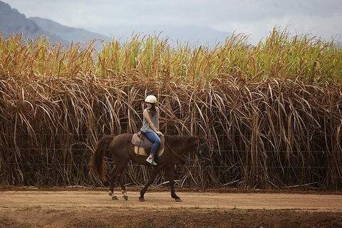 Blazing Saddles Horse Riding - Hotel VIC 10