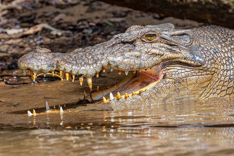 Daintree River Dawn Cruise - Hotel VIC 15