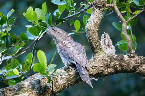 Daintree River Dawn Cruise - Hotel VIC 4