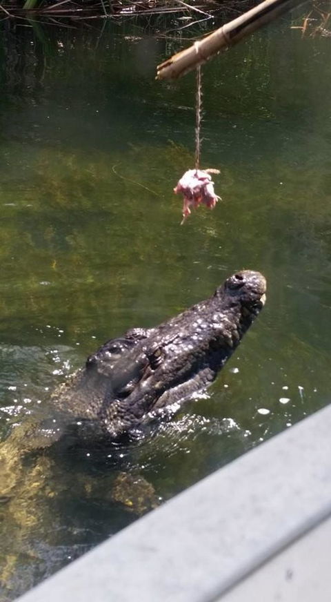 Hartley's Crocodile Adventures Day Trip From Cairns - Hotel VIC 11