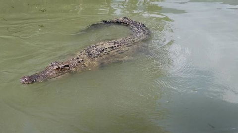 Hartley's Crocodile Adventures Day Trip From Cairns - Hotel VIC 10