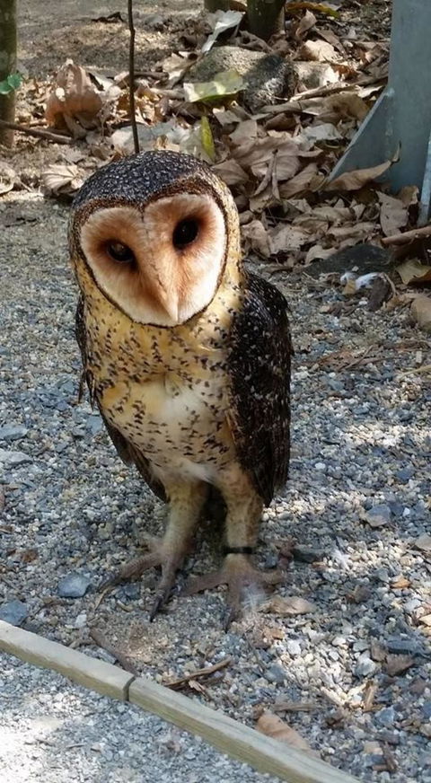 Hartley's Crocodile Adventures Day Trip From Cairns - Hotel VIC 9