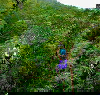 Tamborine Mountain Daily Service Treetop Challenge and Thunderbird Park - Hotel VIC