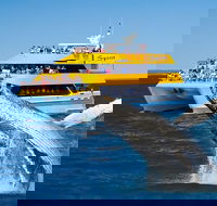 Spirit of Hervey Bay Whale Watching Cruise - Hotel VIC
