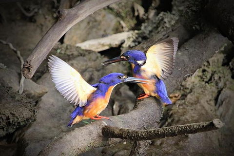 Daintree River Sunset Cruise - Hotel VIC 1