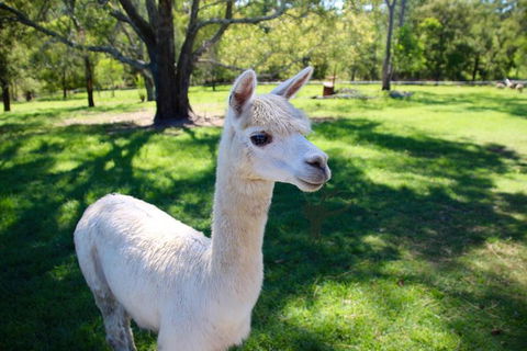 Half Day Animal Tour - Hotel VIC 0