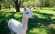 Half Day Animal Tour - thumb 2