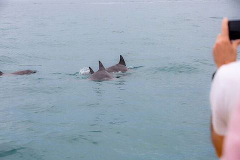Noosa Oceanrider Scenic Dolphin Safari - Hotel VIC 6