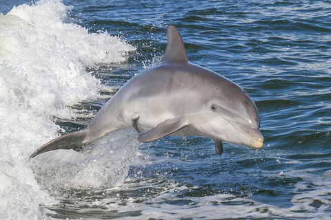 Noosa Oceanrider Scenic Dolphin Safari - Hotel VIC 1