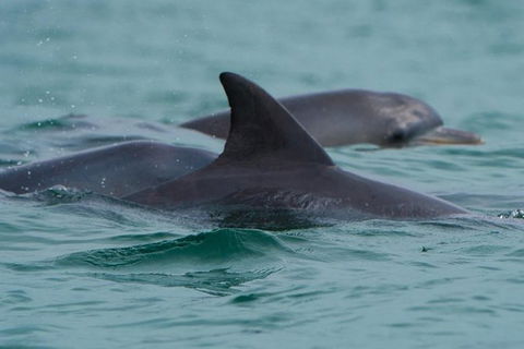 Noosa Oceanrider Scenic Dolphin Safari - Hotel VIC 2