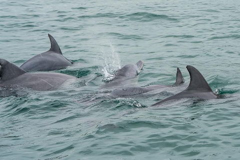 Noosa Oceanrider Scenic Dolphin Safari - Hotel VIC 3