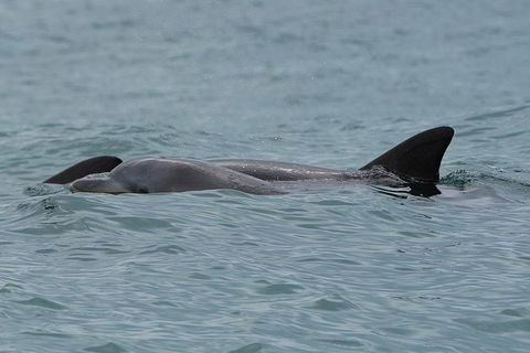 Noosa Oceanrider Scenic Dolphin Safari - Hotel VIC 4