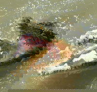 Darwin Jumping Crocodiles Cruise on Adelaide River - Hotel VIC