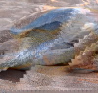 Turtle Tracks Tour to Bare Sand Island from Darwin - Hotel VIC