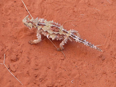 Alice Springs Highlights Half-Day Tour - Hotel VIC 5