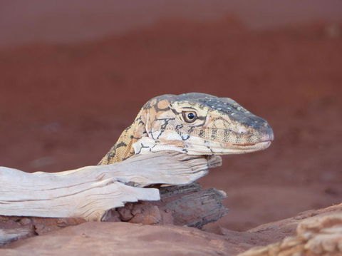 Alice Springs Highlights Half-Day Tour - Hotel VIC 6