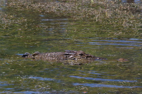 Kakadu, Nourlangie And Yellow Waters Tour From Darwin - Hotel VIC 16