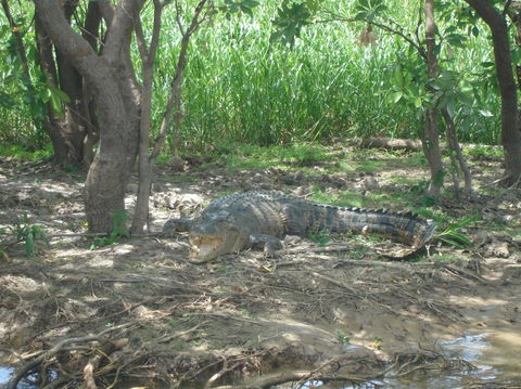 Kakadu, Nourlangie And Yellow Waters Tour From Darwin - Hotel VIC 21