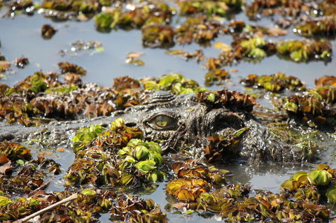 Kakadu, Nourlangie And Yellow Waters Tour From Darwin - Hotel VIC 17